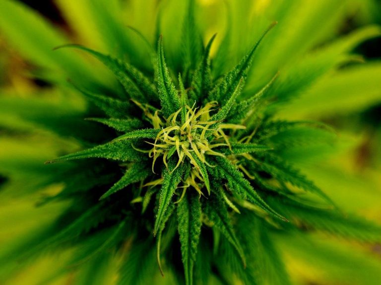 Czy stosowanie medycznej marihuany ma sens?
