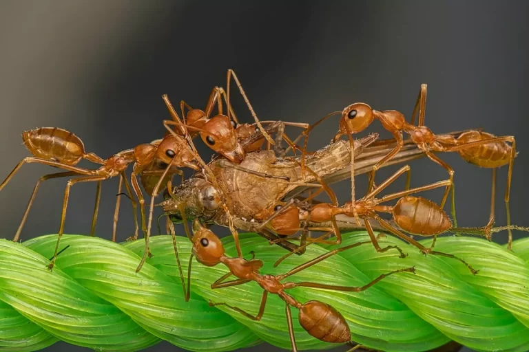Walka z Mrówkami: Najlepsze Praktyki w Zwalczaniu Mrówek